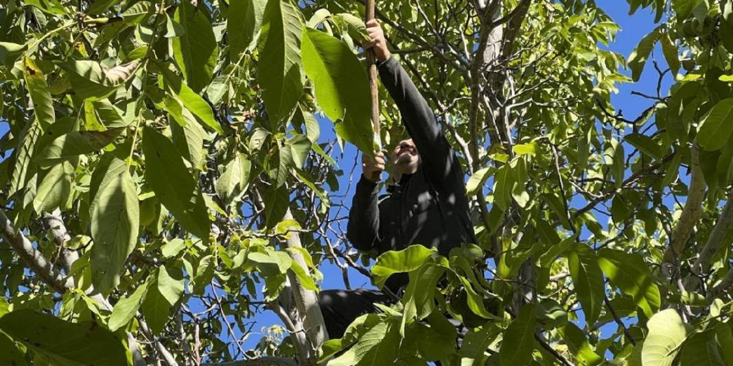 Kimi dallara çıkıyor, kimi uzun sırıklarla topluyor! Hummalı çalışma başladı: Kilosu 350 TL’den satılıyor 4